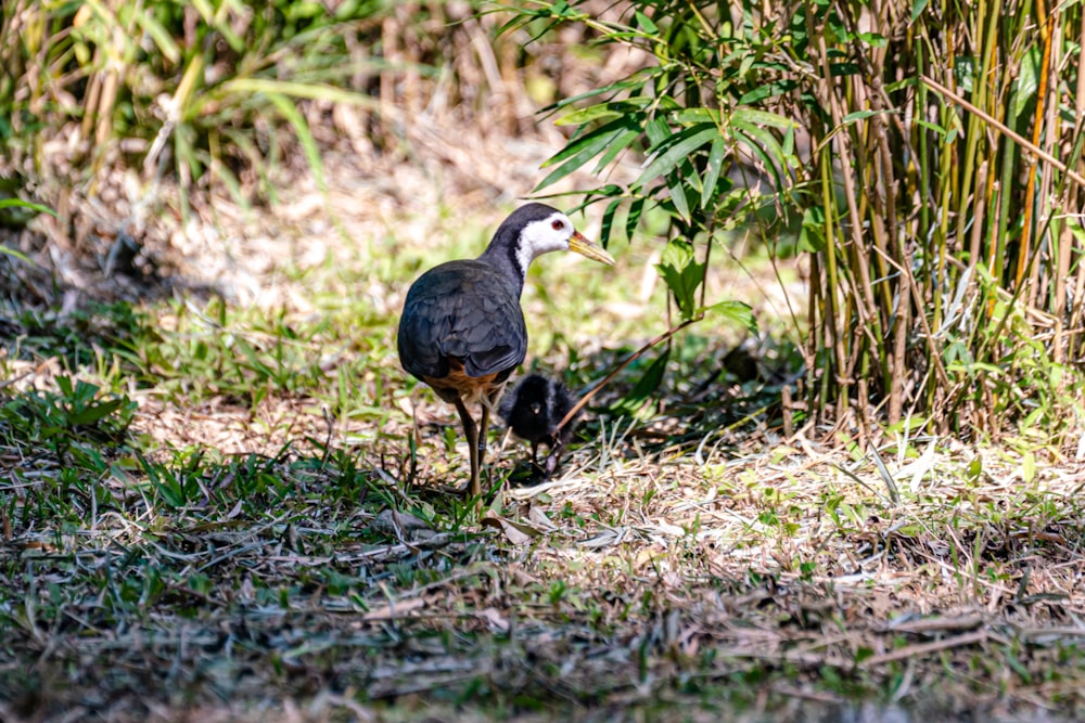 a bird with a baby bird