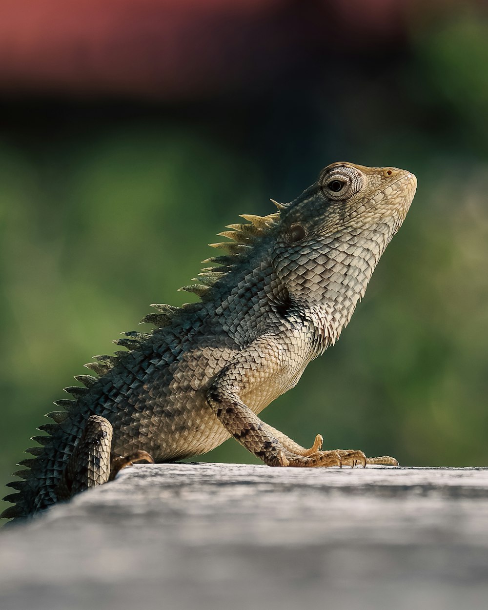 a lizard on a rock