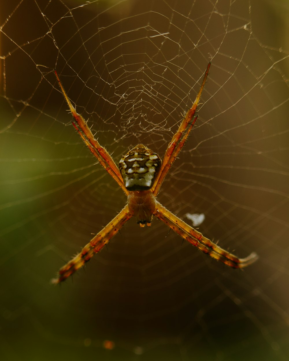 a spider on a web