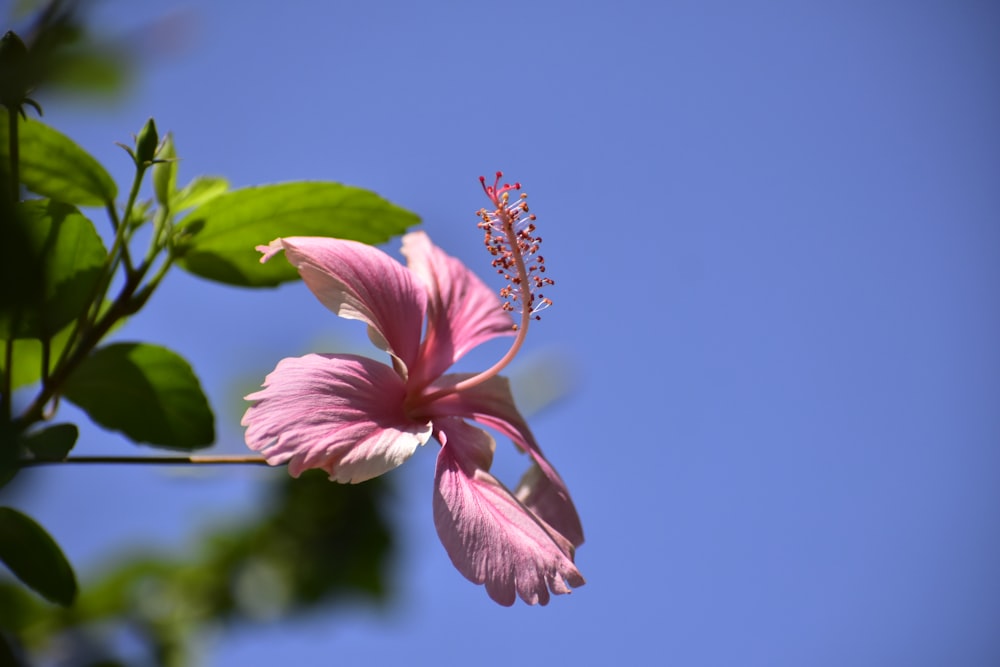 a pink flower on a branch
