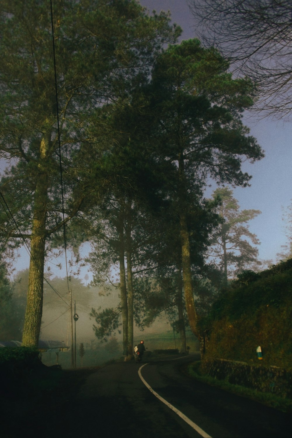 a person riding a bicycle on a road lined with trees