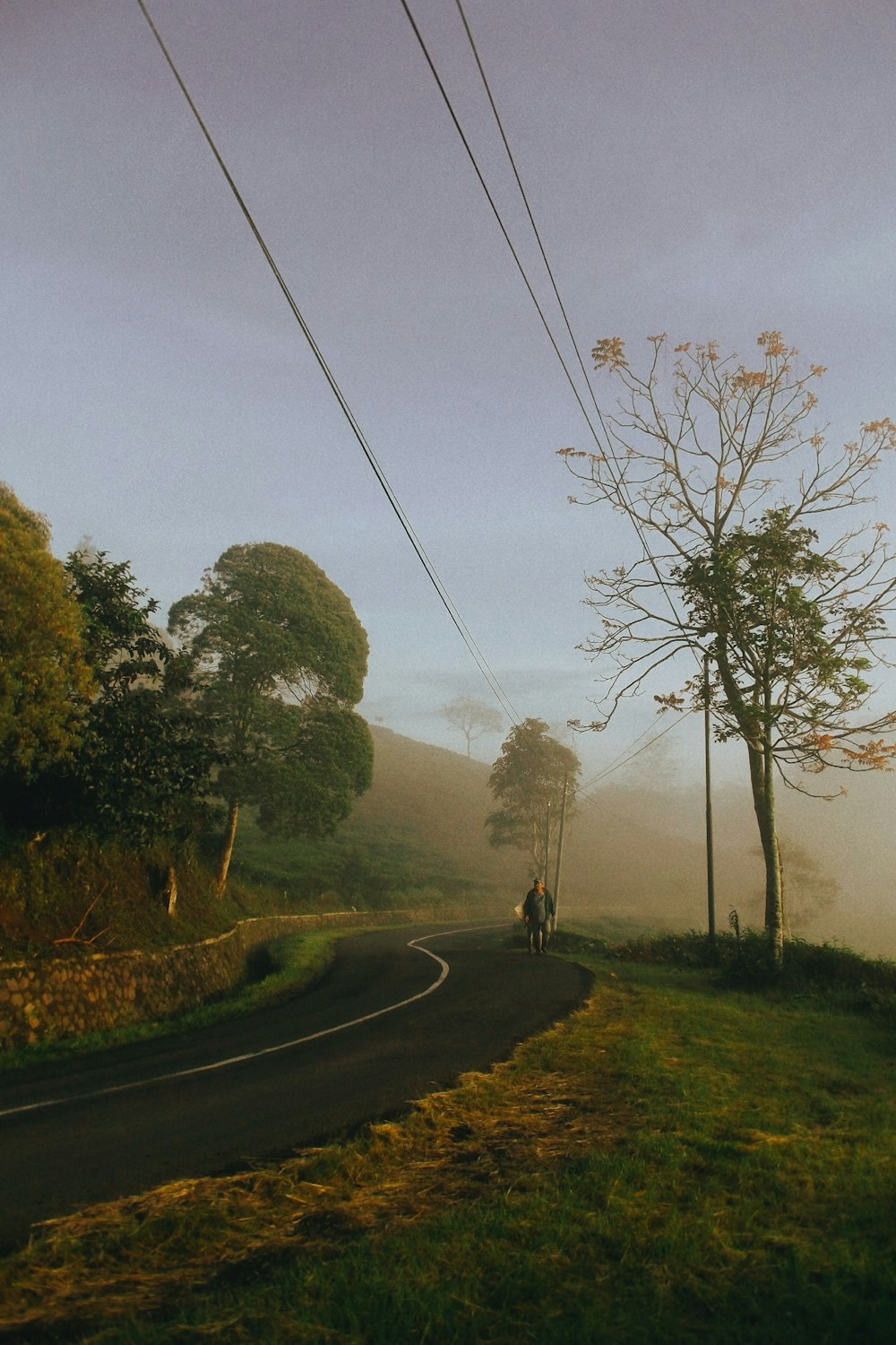 a person riding a bicycle on a road with trees on either side