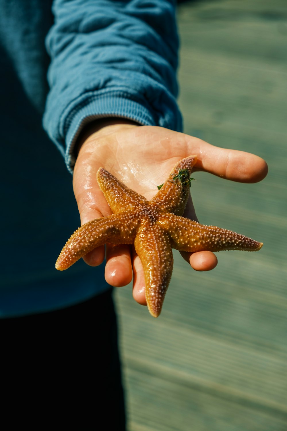 a hand holding a starfish