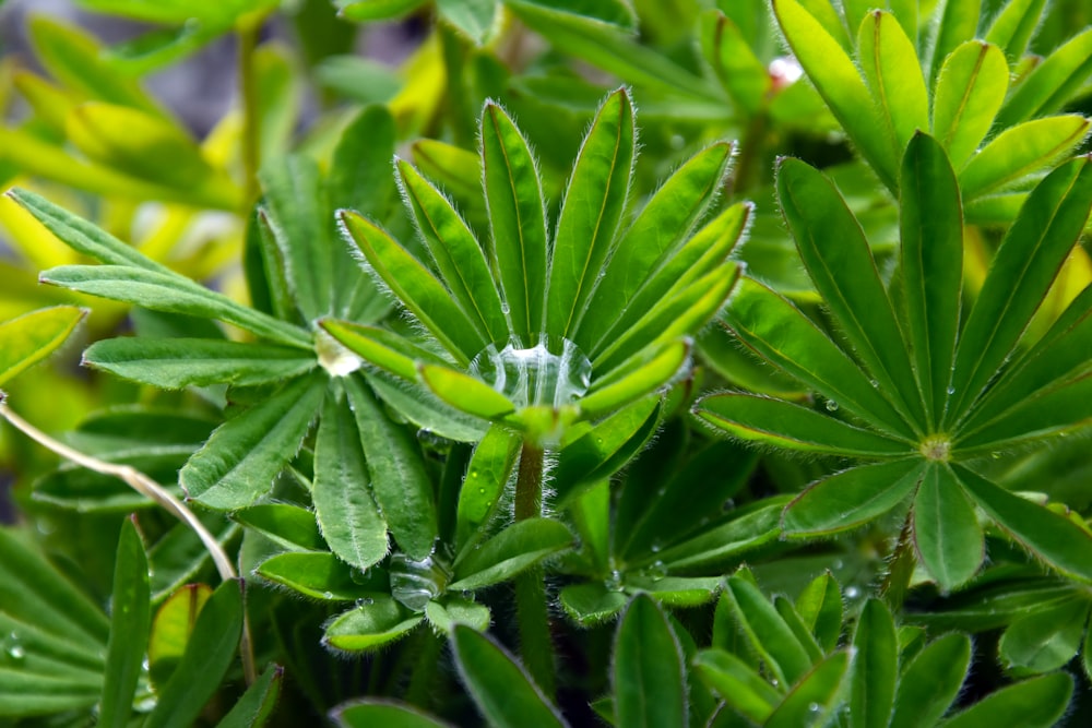 a close up of a plant