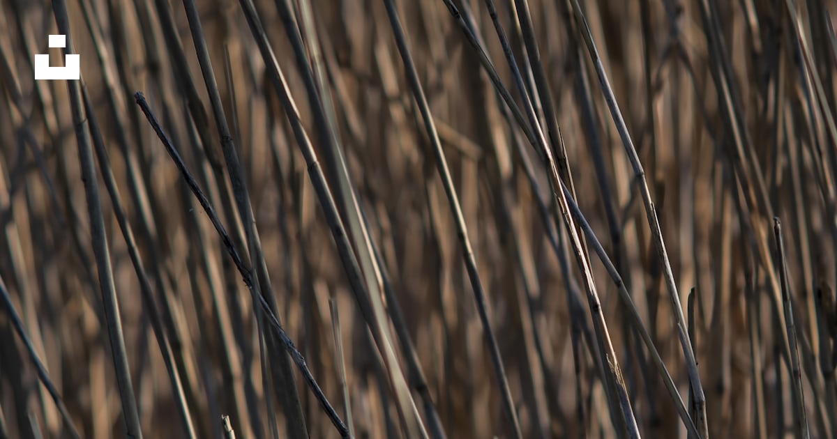 A close up of some grass photo – Free Reed Image on Unsplash