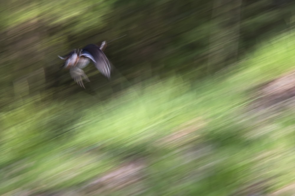 a bird flying in the air