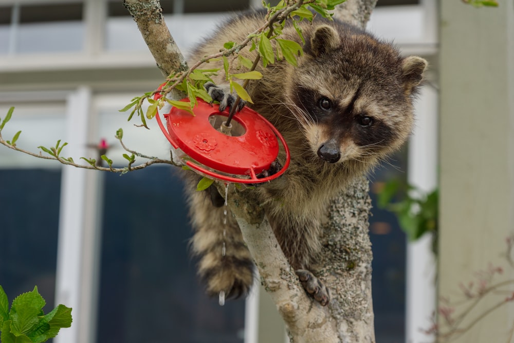 a raccoon holding a red bowl in its mouth
