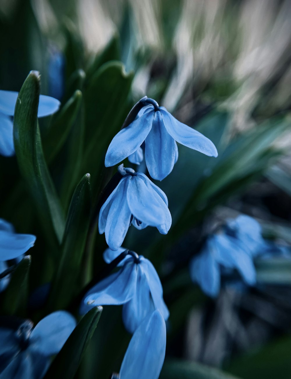 a close up of blue flowers