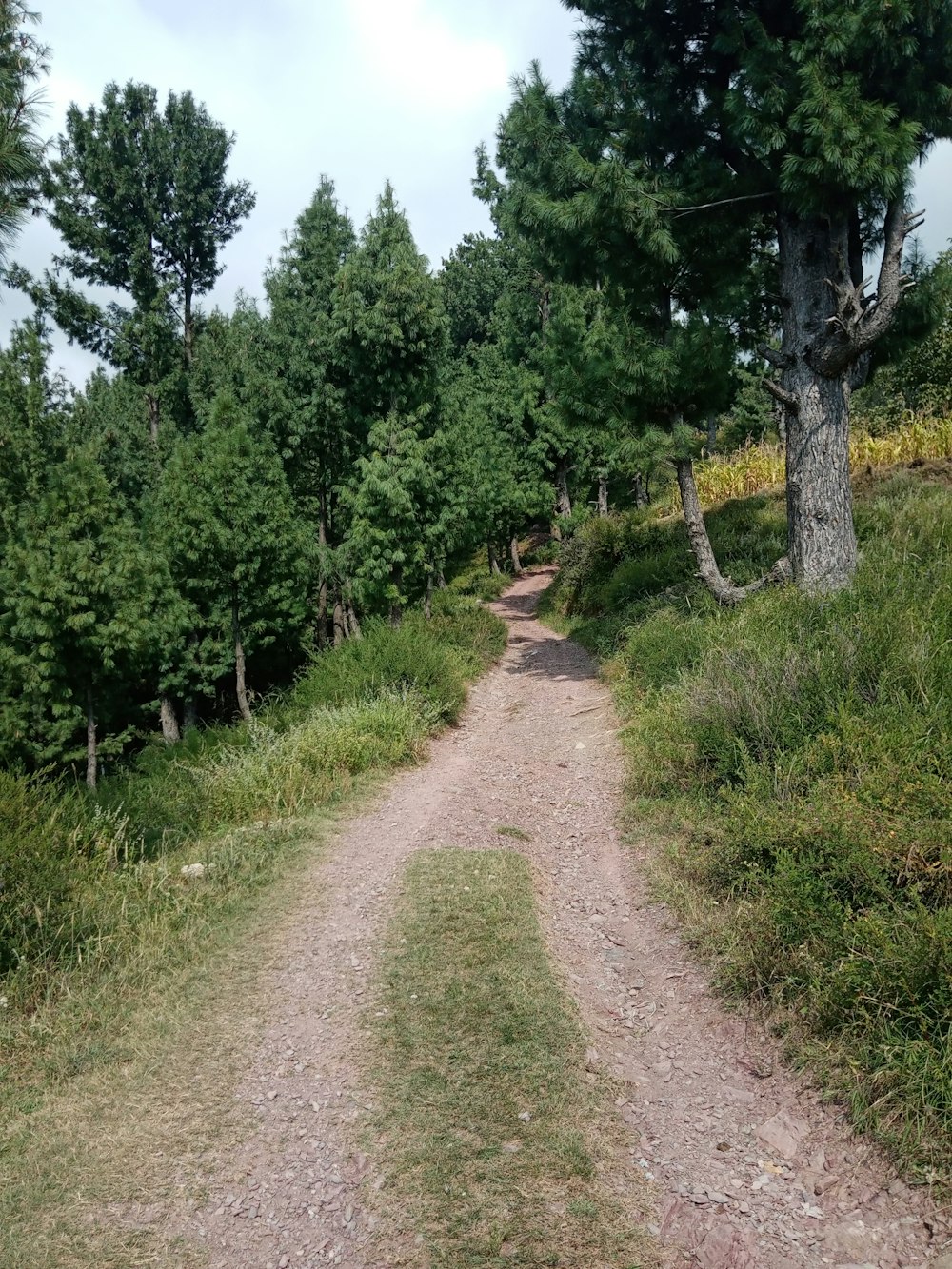 a dirt road surrounded by trees