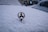 A car hood covered in snow with a metallic emblem emerging from the snow layer. The detailed close-up focuses on the emblem while the background appears blurred, showing vague outlines of additional snow-covered cars and possibly buildings.