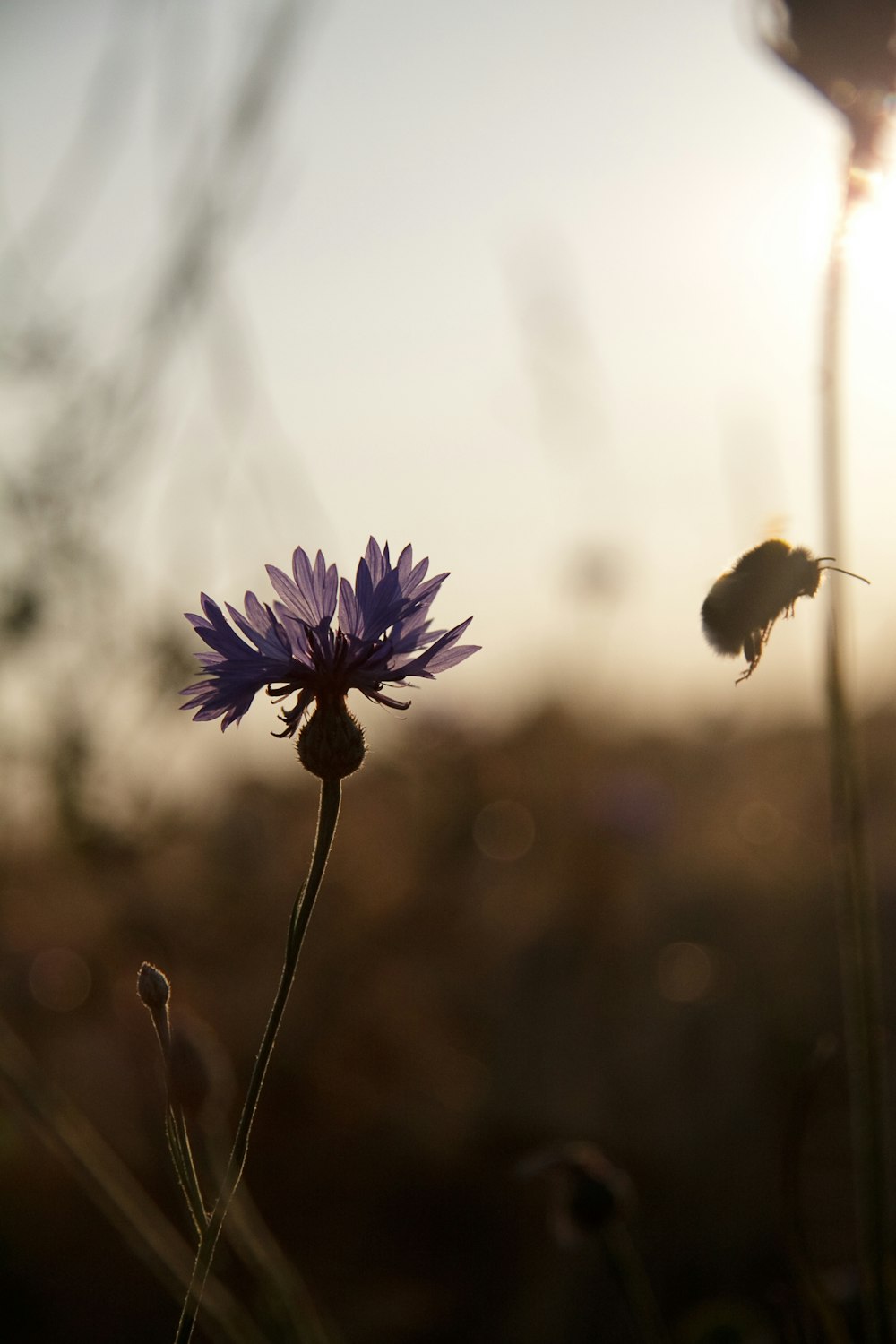 a purple flower with a bee on it