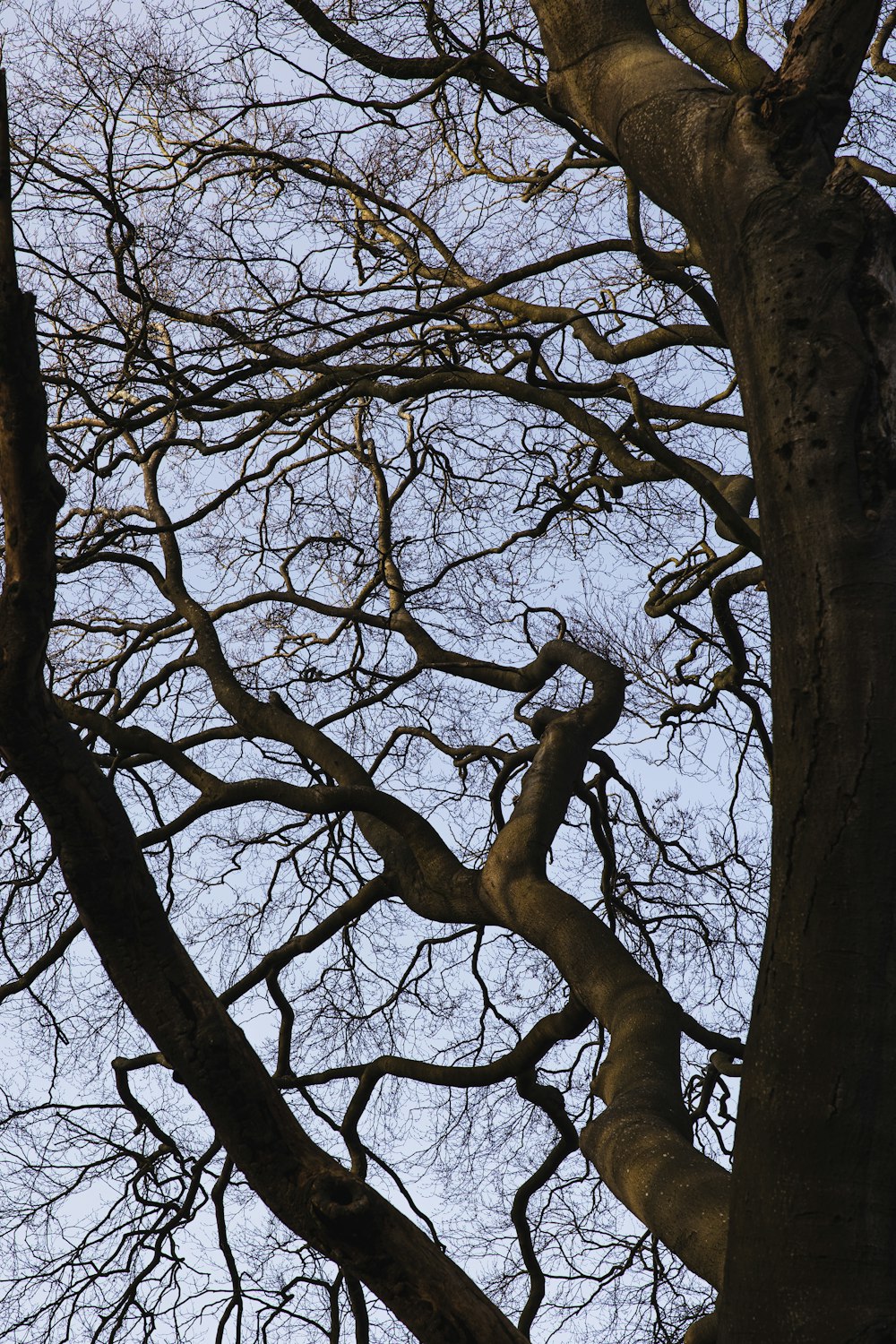 a tree with no leaves