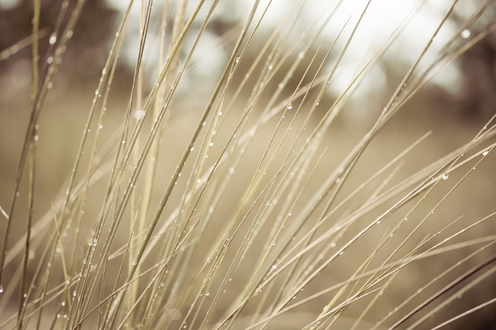 close up of a bunch of wheat