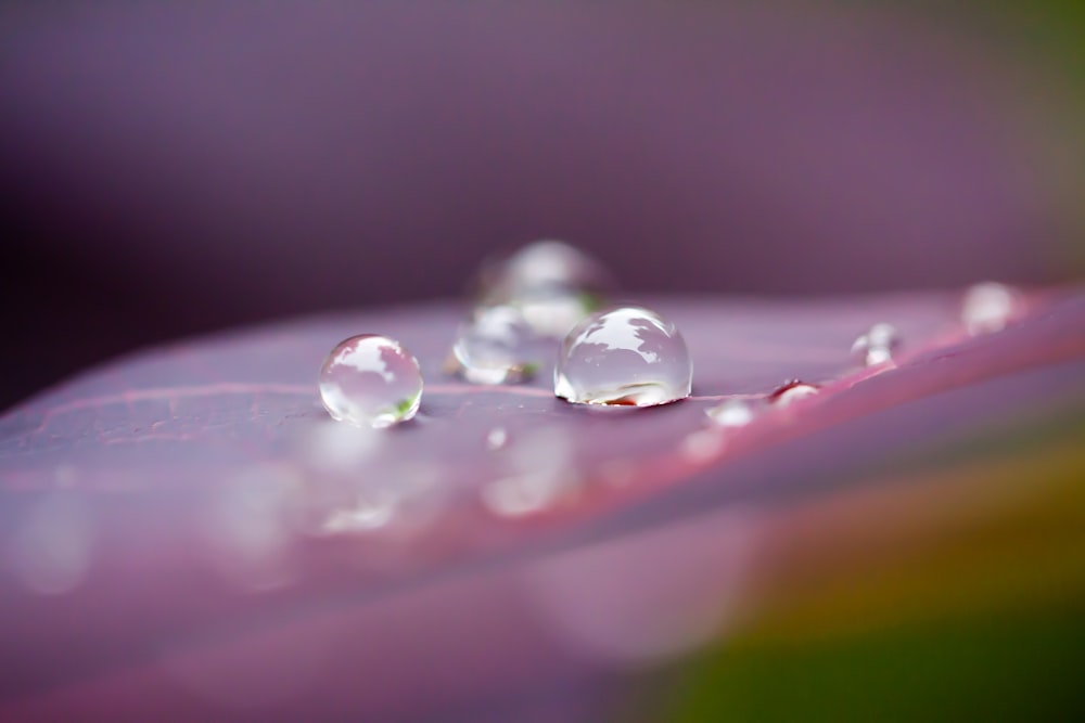 a close-up of water drops on a red flower