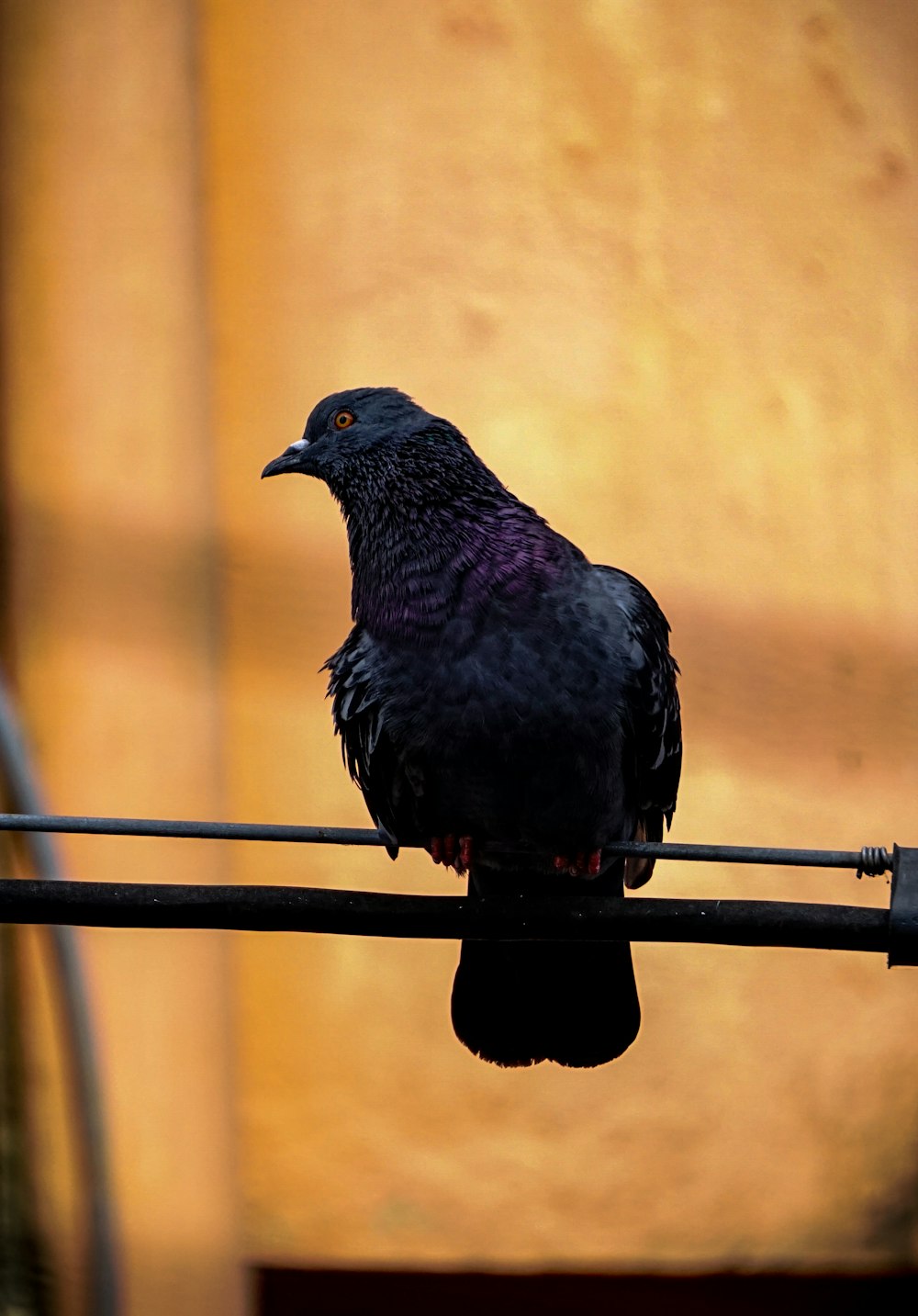 a bird sitting on a railing