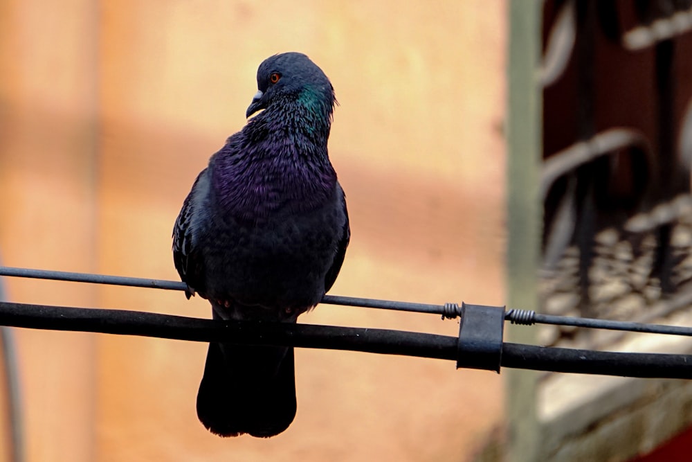 a bird sits on a wire