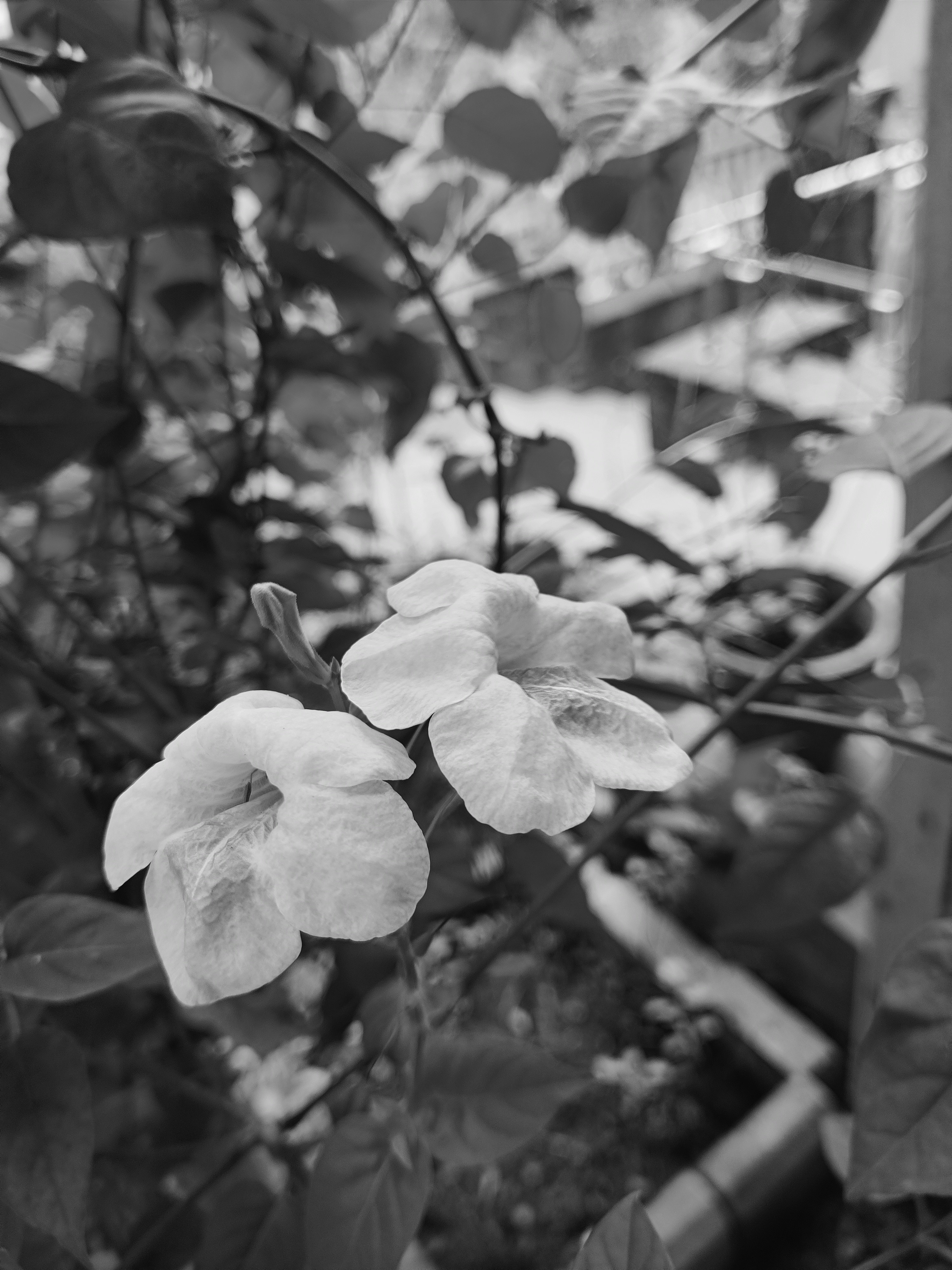 Photo by sayam_palrecha