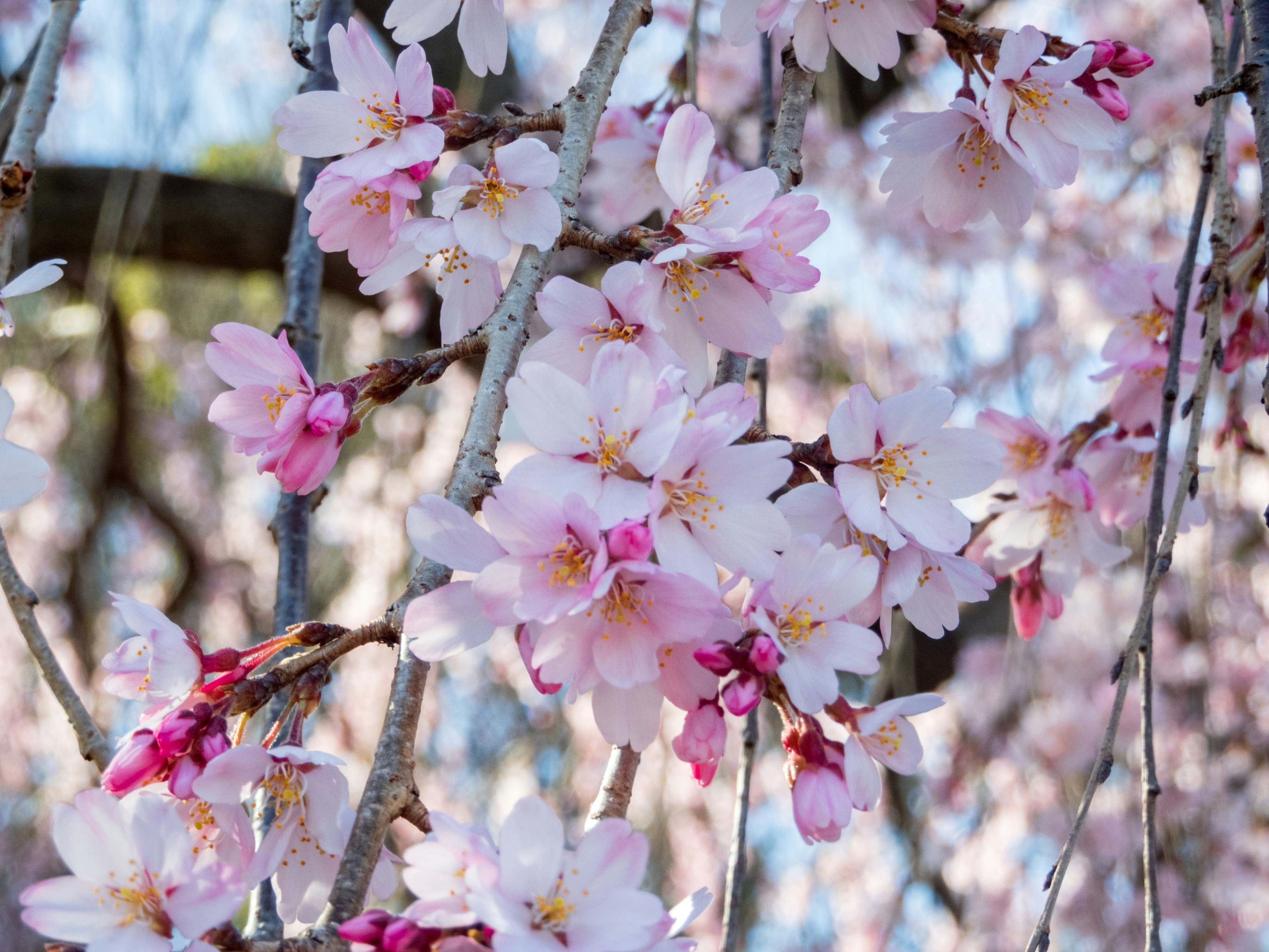 Photo by heppoko_yama