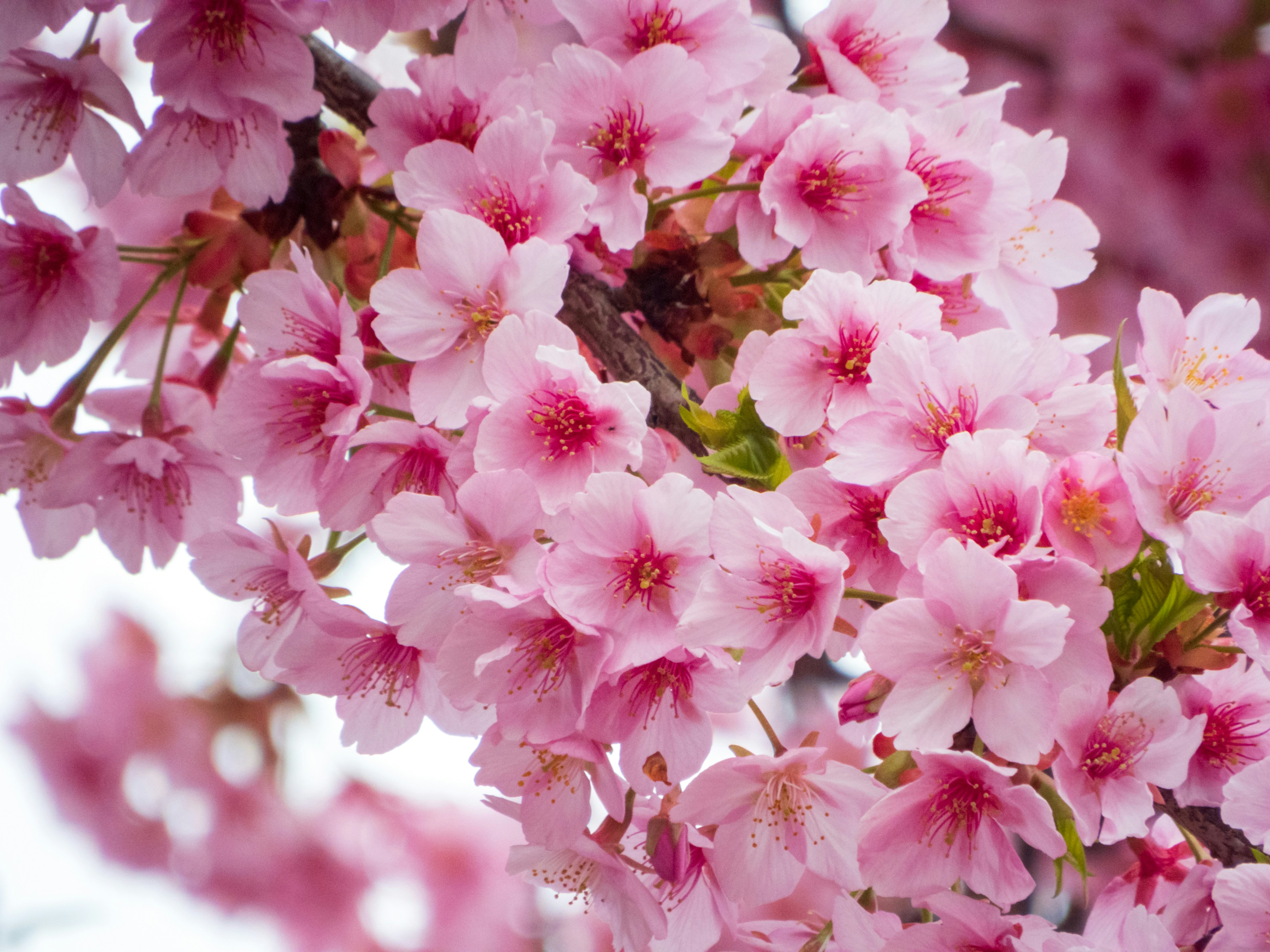 Photo by heppoko_yama