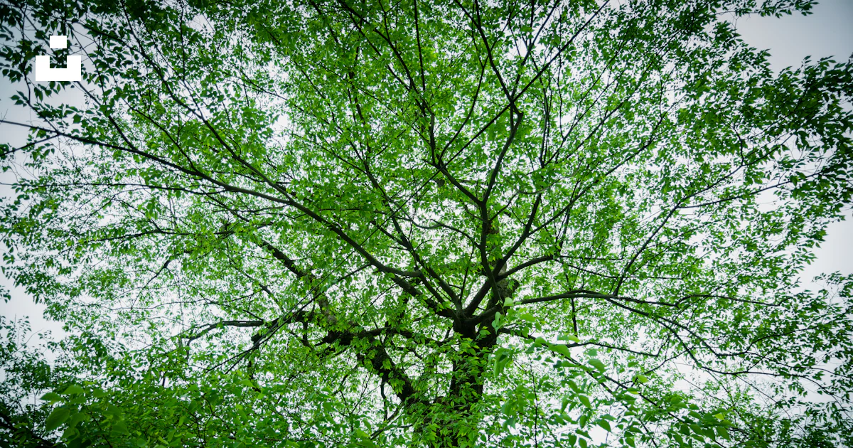 Un árbol con muchas ramas foto – Imagen de Verde gratuita en Unsplash