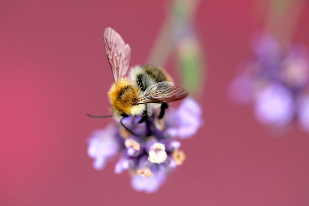 un'ape su un fiore