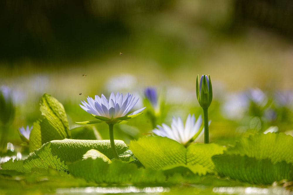 a group of flowers