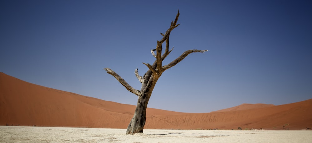 a tree in the desert