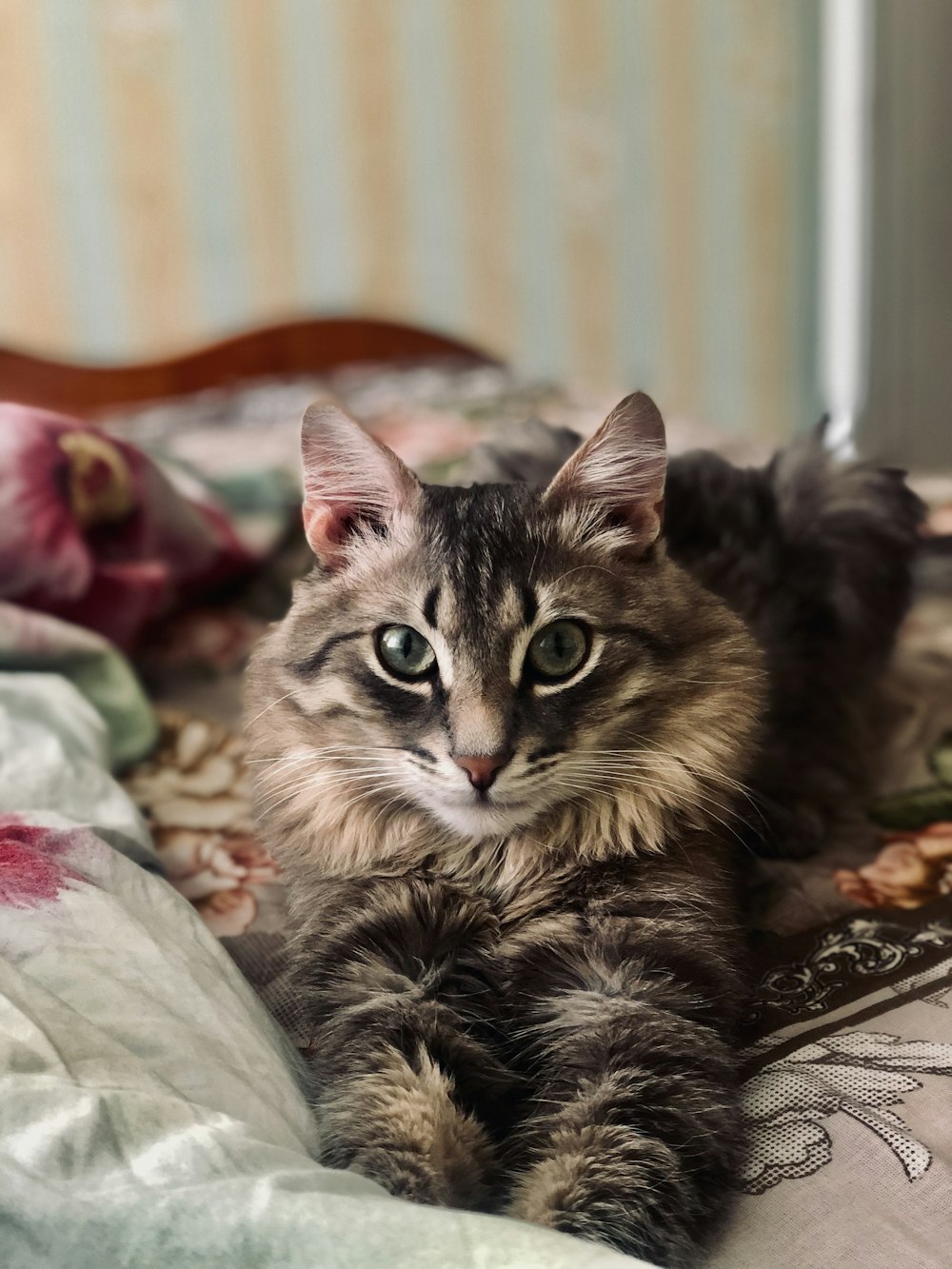 a cat lying on a bed