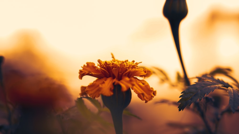 a close up of a flower