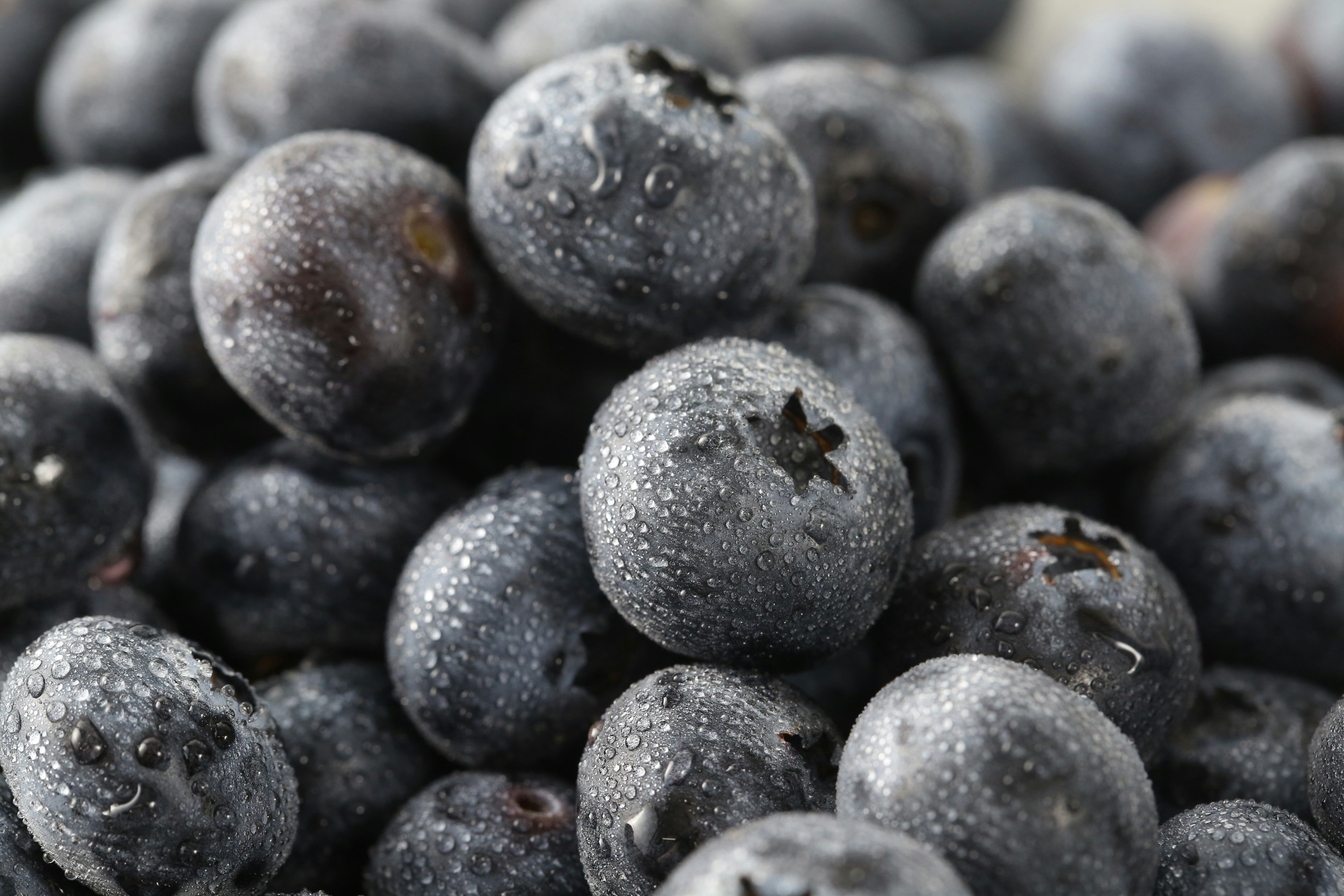 A pile of blueberries photo – Free Food Image on Unsplash, image size:3000x2000
