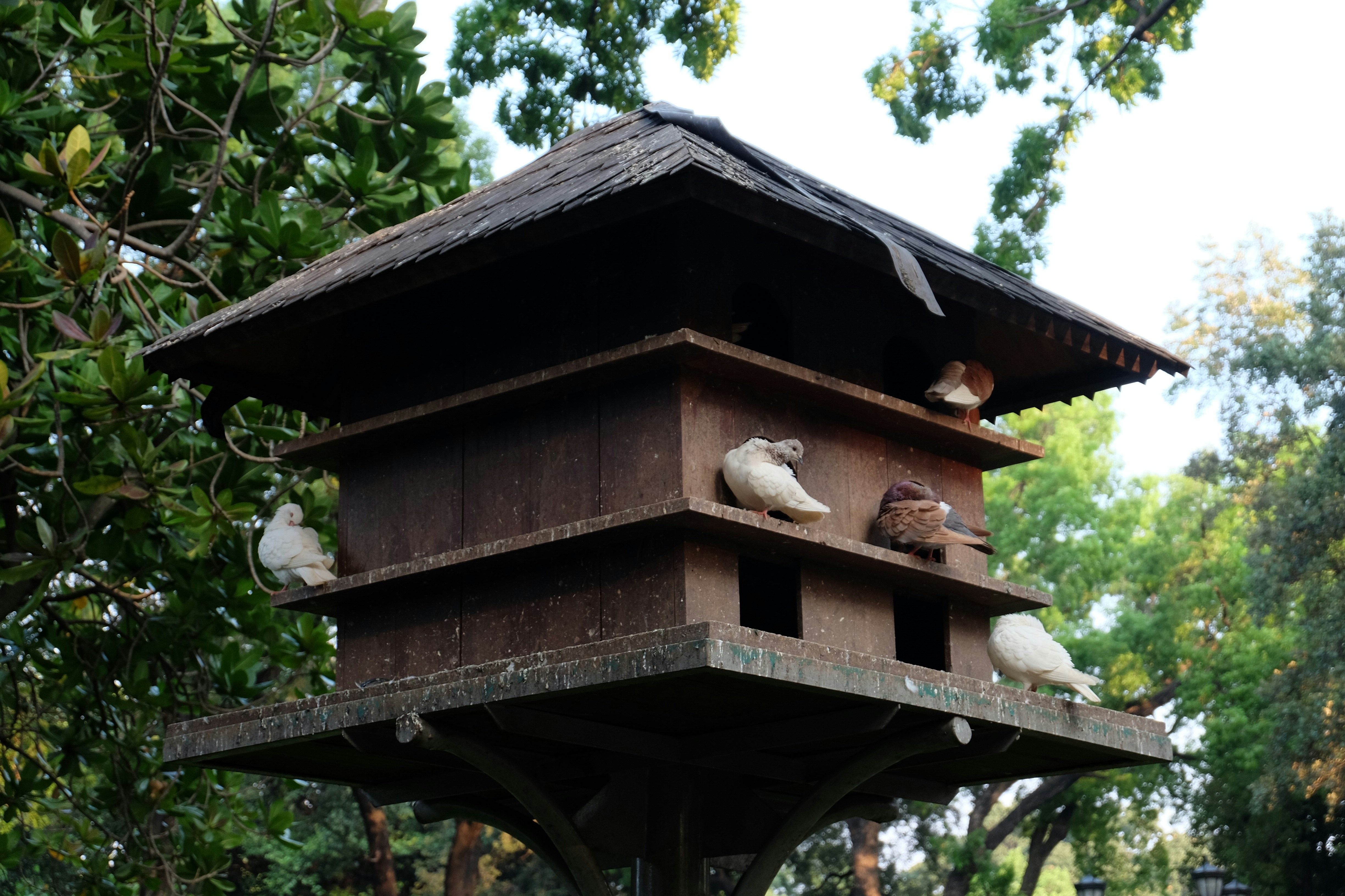 Une cabane à oiseaux avec quelques oiseaux sur le toit
