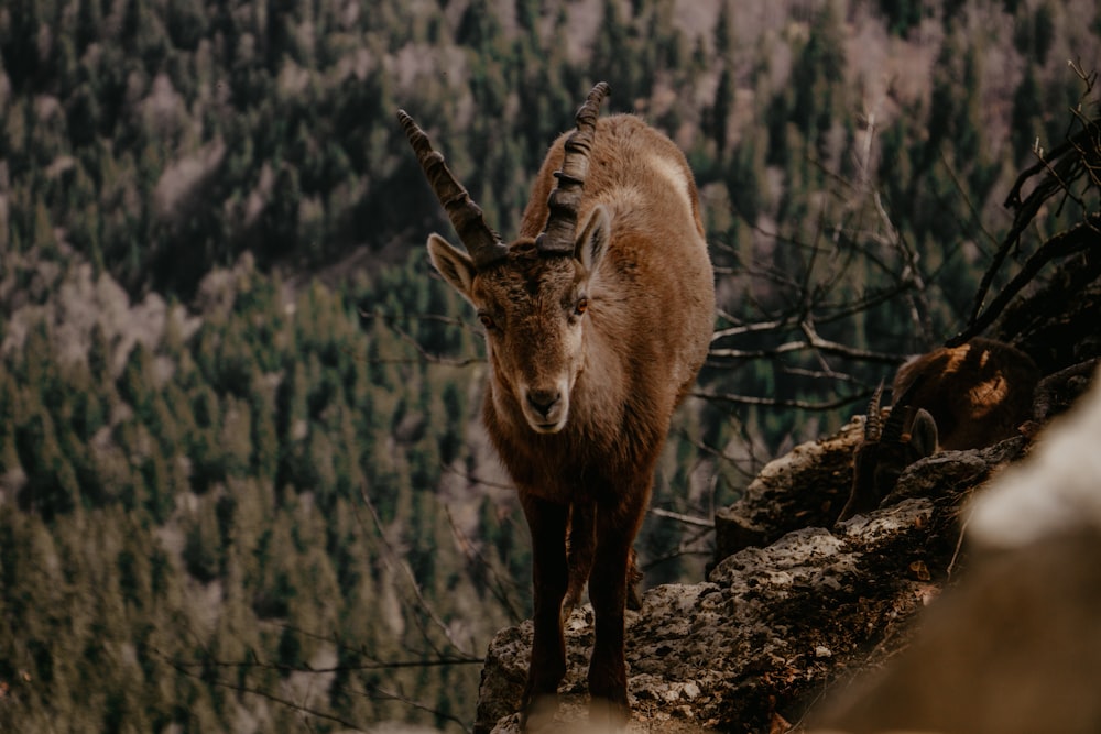 a deer standing in the woods