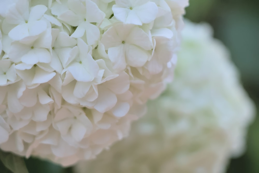 a close up of white flowers