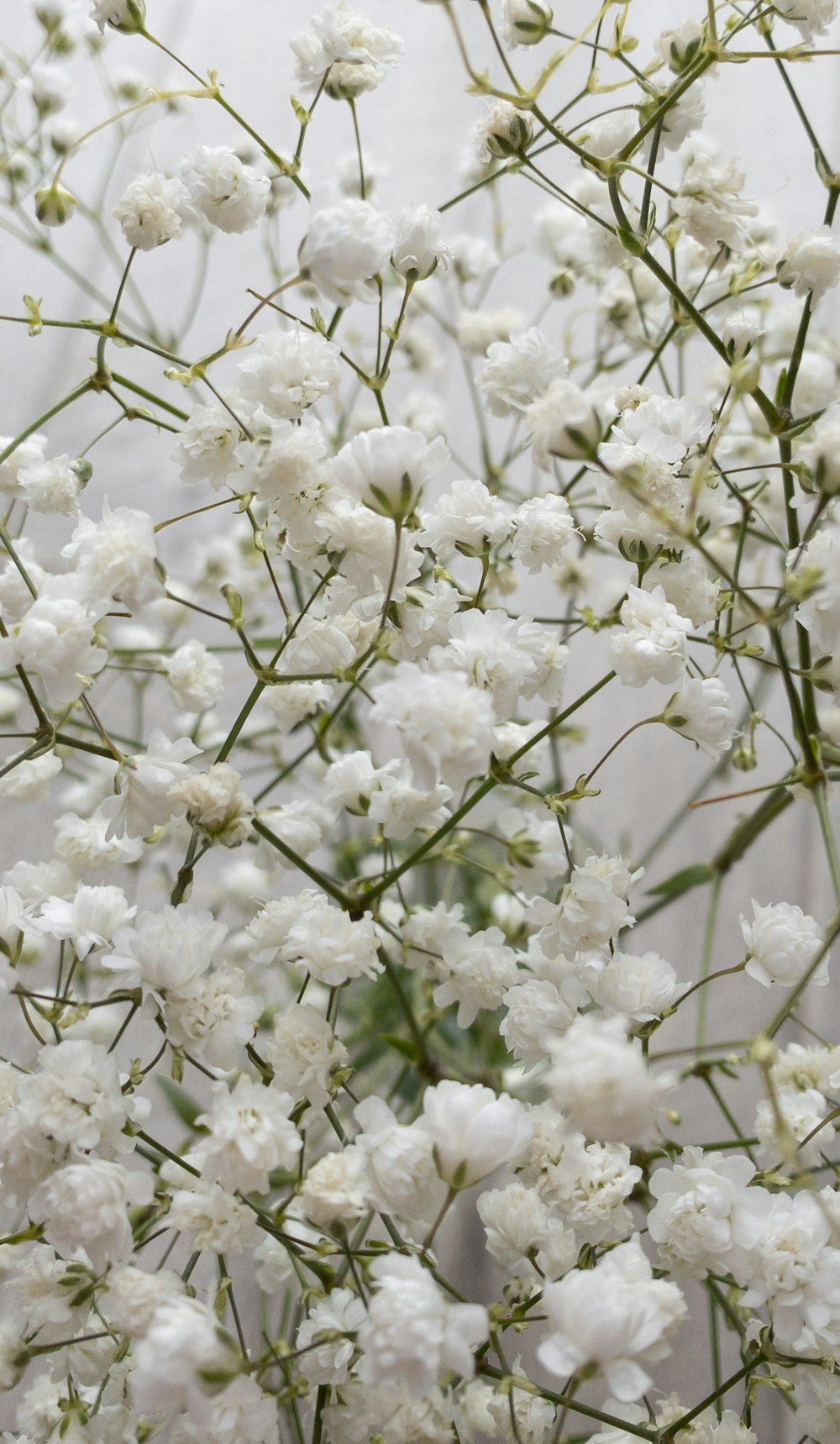 a close up of white flowers