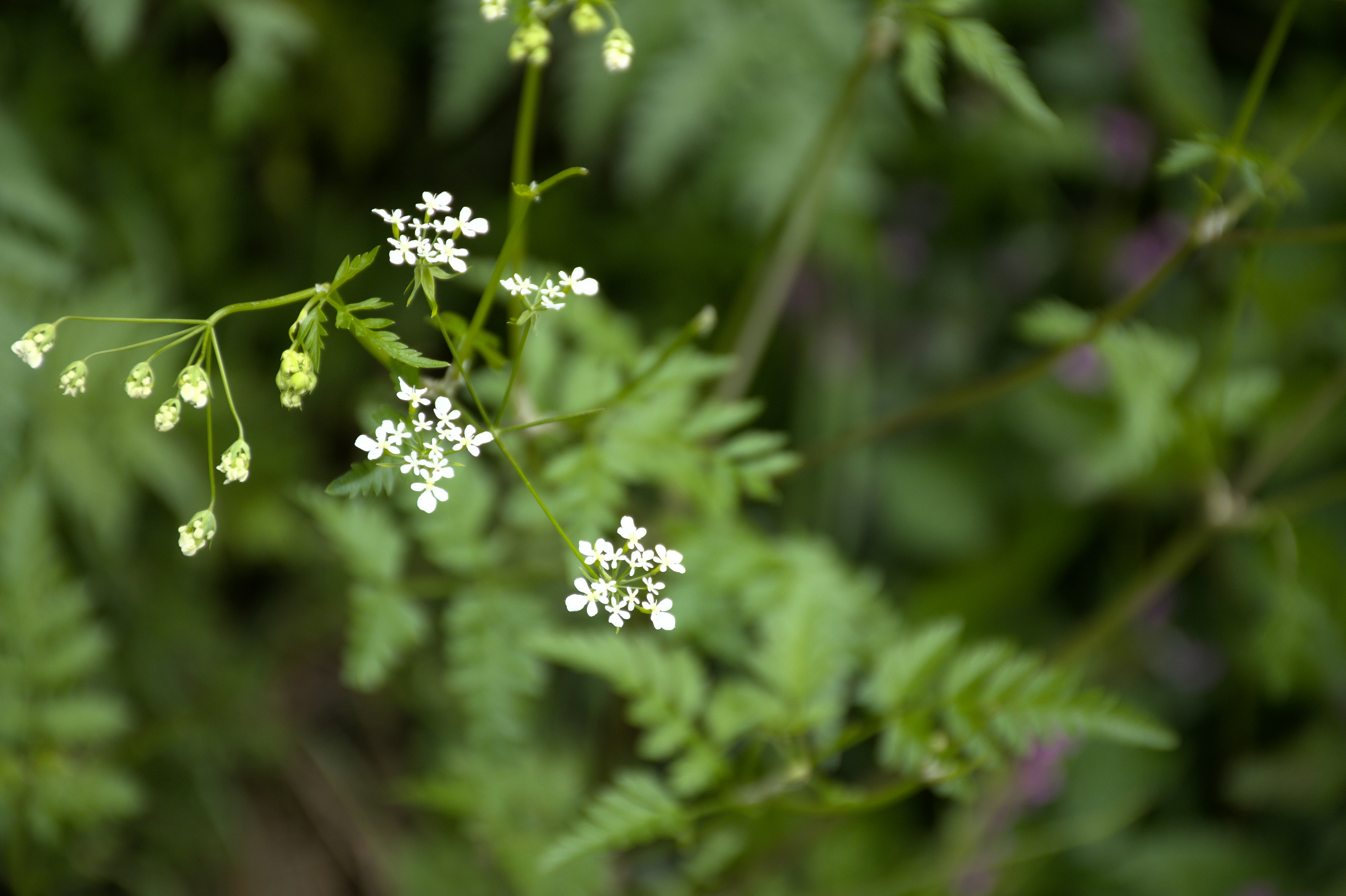 Photo by bkaraivanov
