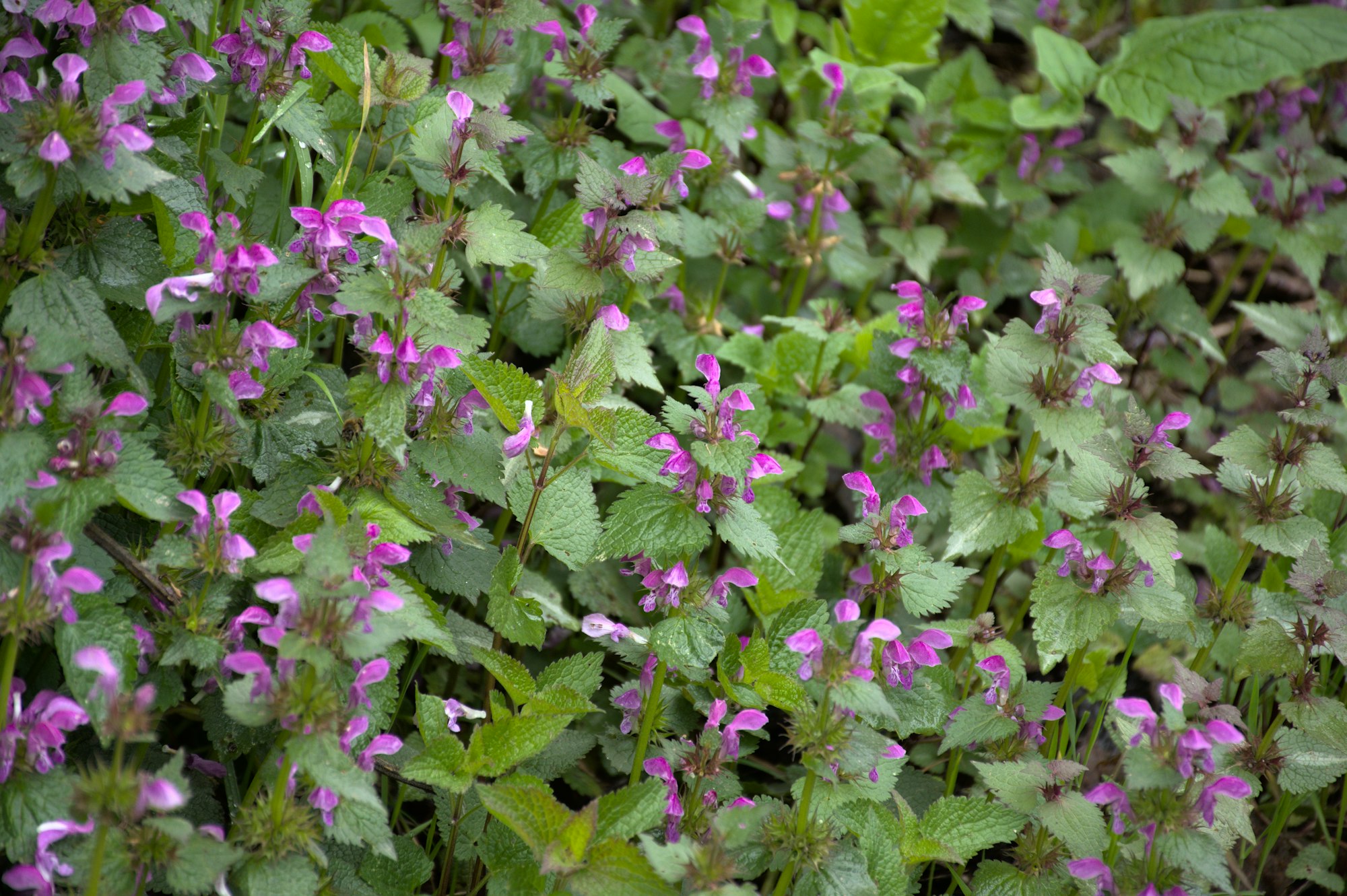 Field of pink nettle blossom on green background