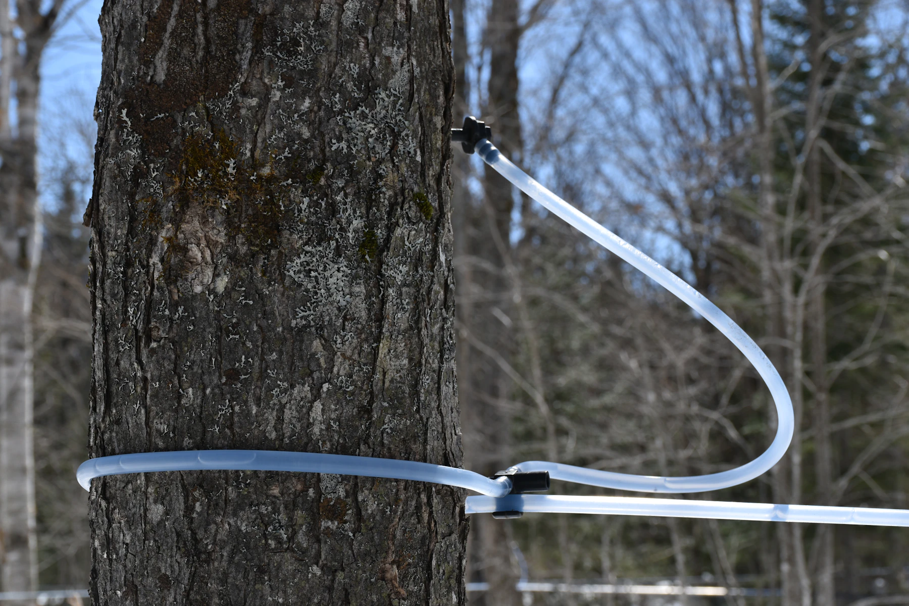 A spout tapped into a maple trunk, with clear sap tubing looped around the tree
