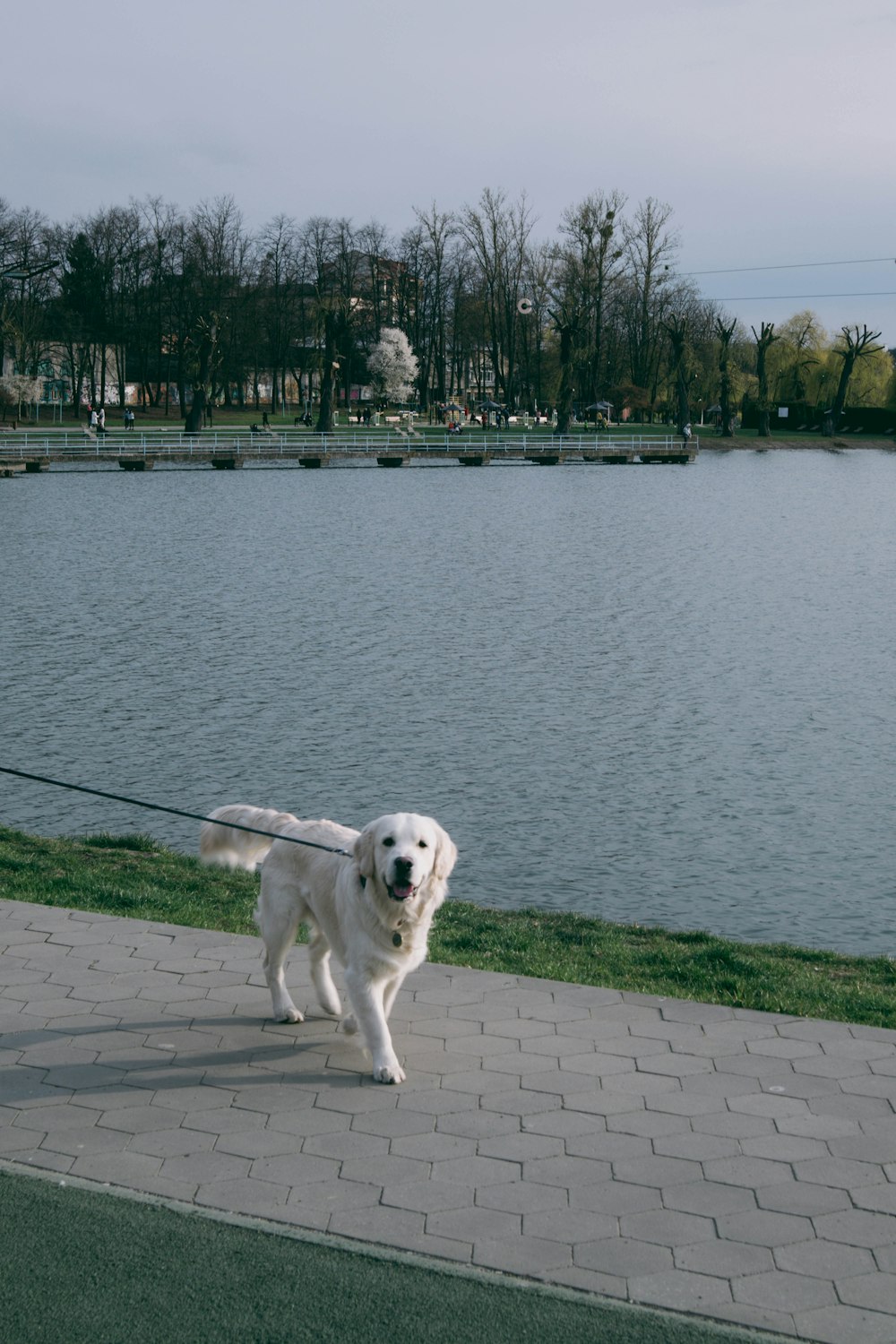 a dog on a leash on a brick path by a body of water