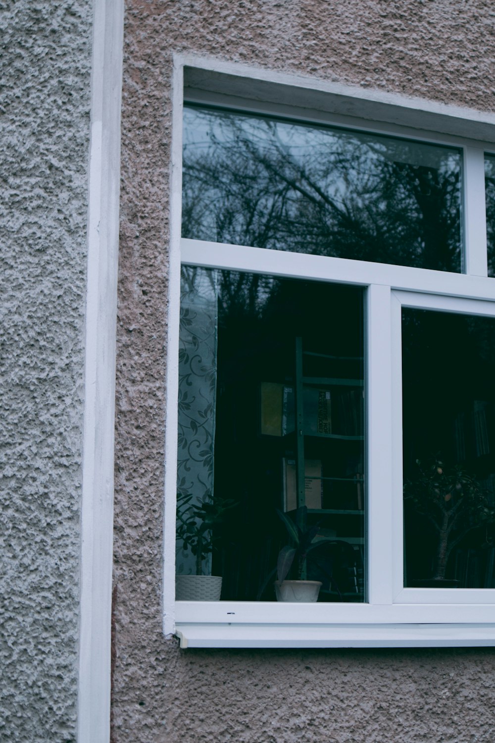 a window with a plant in it