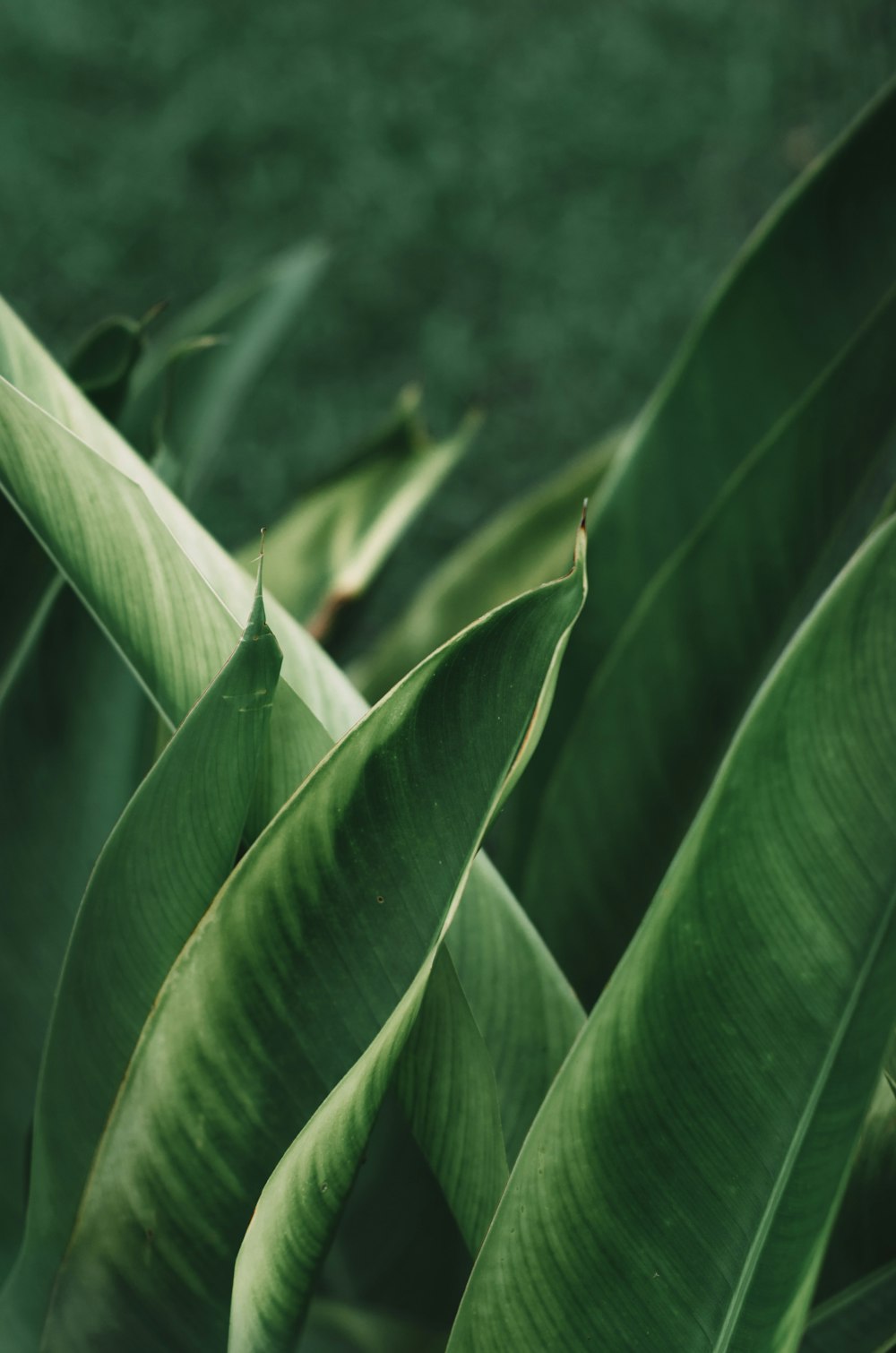 a close up of a leaf