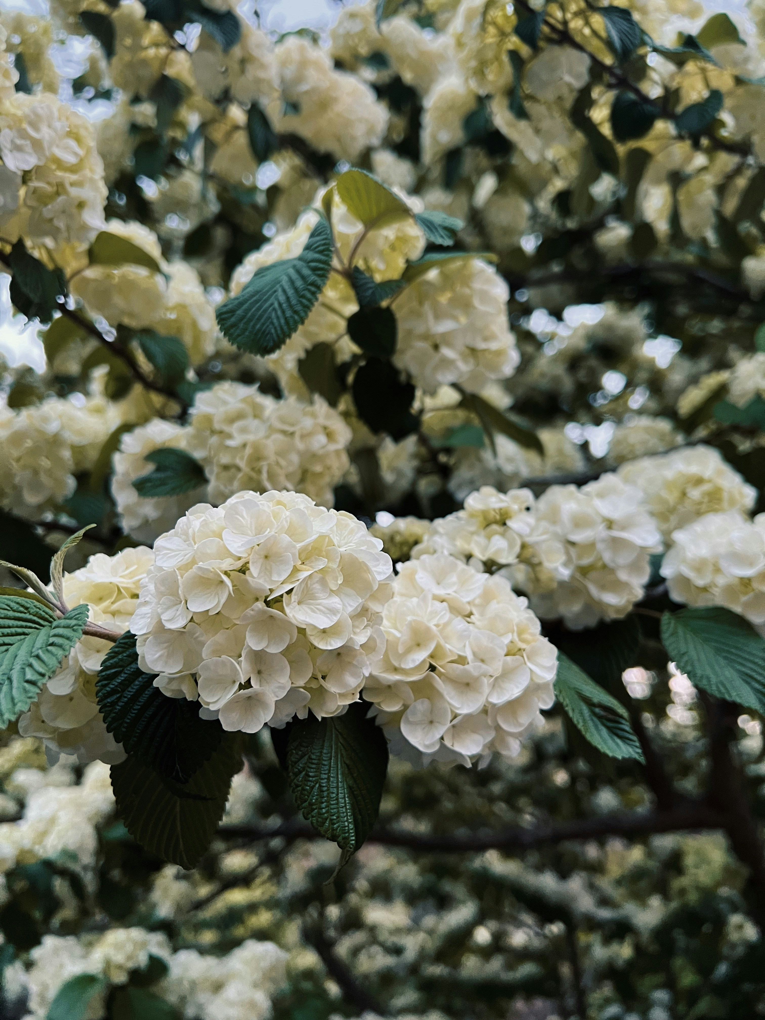 Photo by sarahspcreates