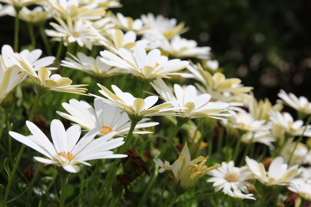 a group of white flowers