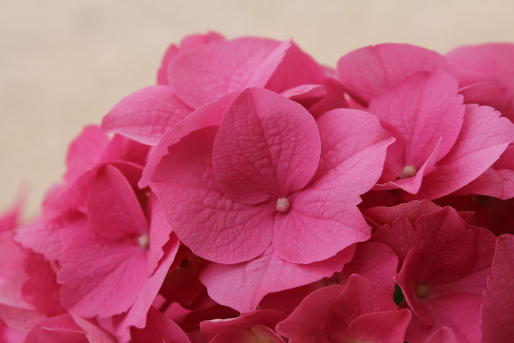 a close up of pink flowers