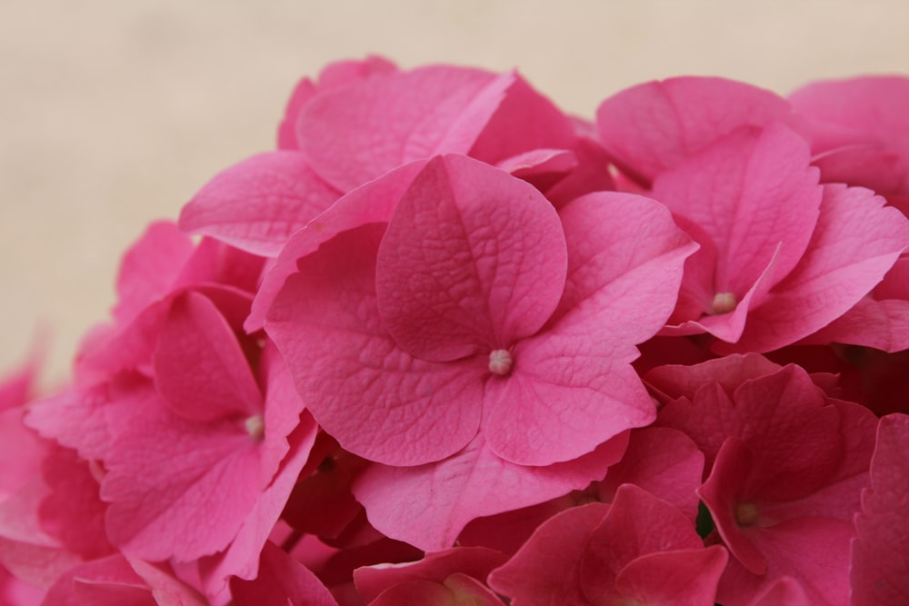 um close up de flores cor-de-rosa