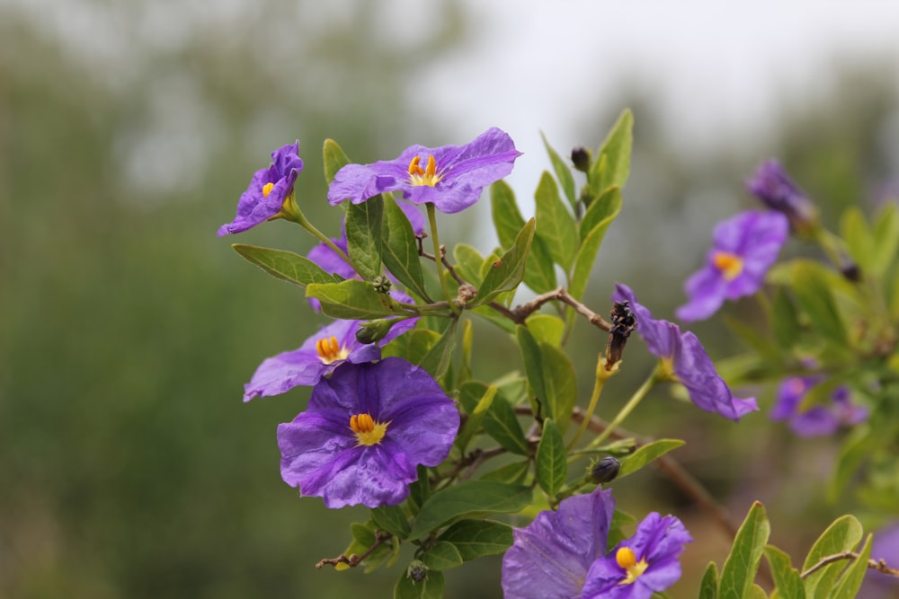 a close up of purple flowers