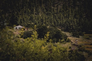 A small house is nestled among dense, lush green trees in a mountainous landscape. The scene is peaceful and serene, with an abundance of greenery surrounding the house. A structure resembling a stupa is also visible in the foreground, adding a cultural element to the setting.