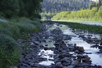 a river with rocks and plants