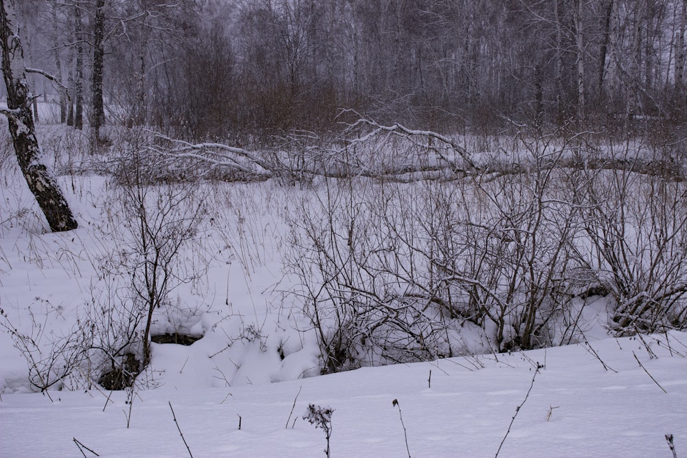 a snowy field with trees