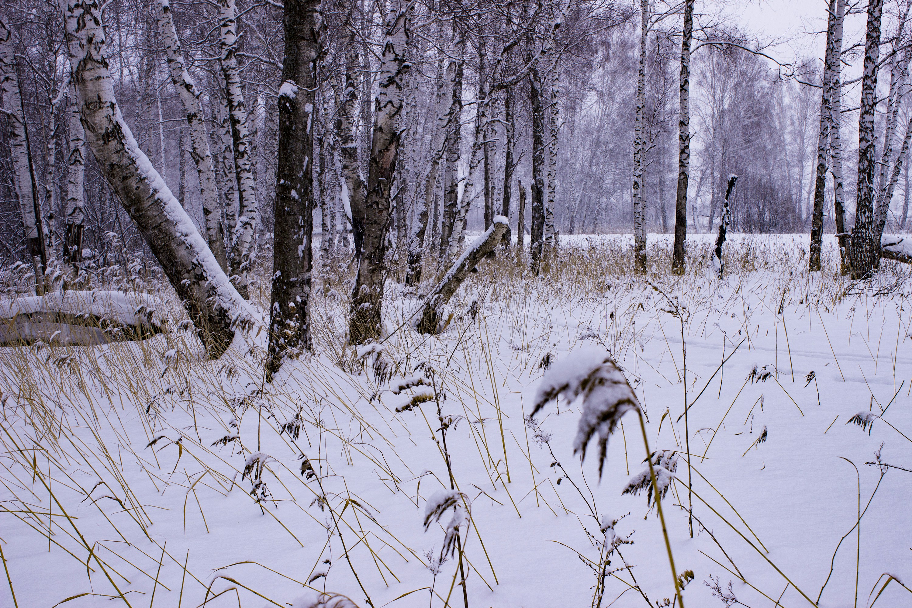 a swamp with snow and trees
