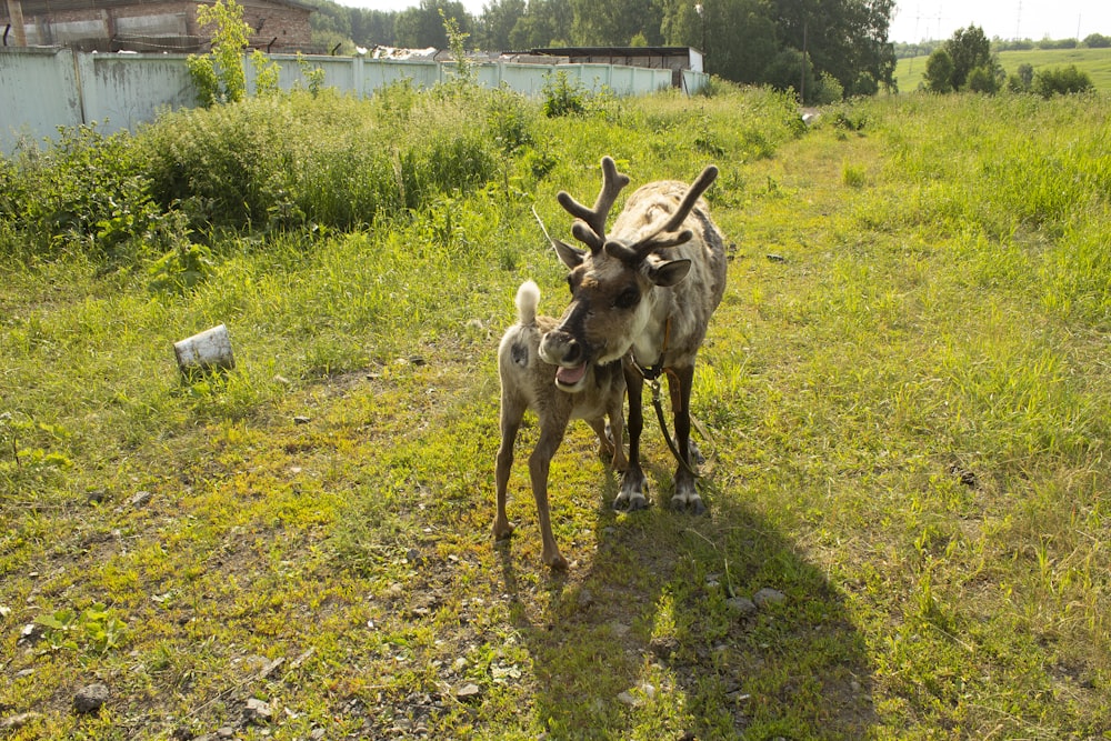 a couple of animals in a grassy field